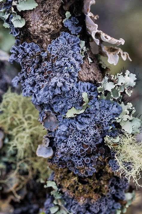 Lichen Moss, Plant Fungus, Slime Mould, Texture Inspiration, Mushroom Fungi, Natural Forms, Patterns In Nature, Plant Life, Botany