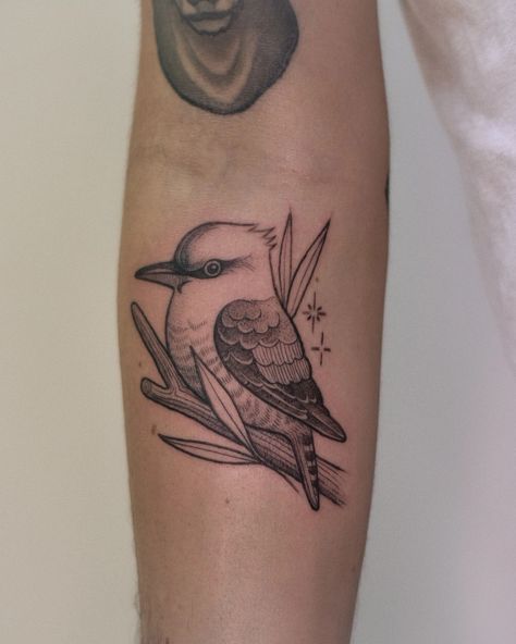 small fineline black and grey etching style tattoo of a kookaburra bird by Alexandyr Valentine on forearm. Kookaburra Tattoo Fine Line, Kookaburra Tattoo, Etching Tattoo, Creative Tattoos, Cool Tattoos, Tatting, Black And Grey, Tattoos