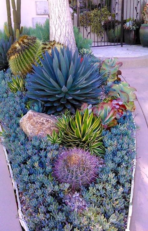 Succulent Garden Outdoor, Paddle Plant, Succulent Garden Landscape, Fenced Vegetable Garden, Plant Succulents, Succulent Landscape Design, Succulent Garden Design, Succulent Landscaping, Backyard Garden Landscape