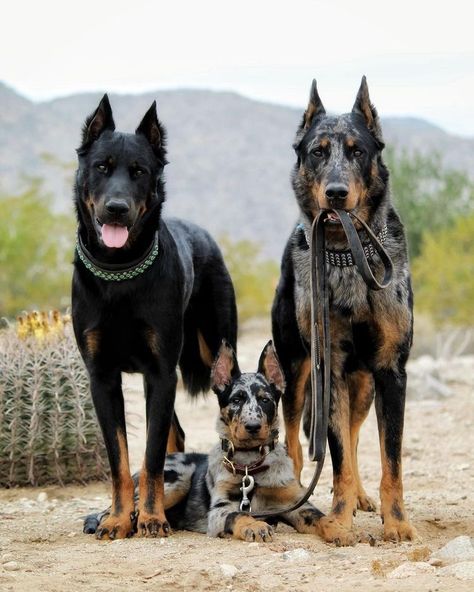 Beauceron Dog Harlequin, Cool Dog Breeds, Beauceron Puppy, Mix Dog Breeds, Beauceron Dog, Different Breeds Of Dogs, Beautiful Dogs Photos, Rare Dogs, Unique Dog Breeds