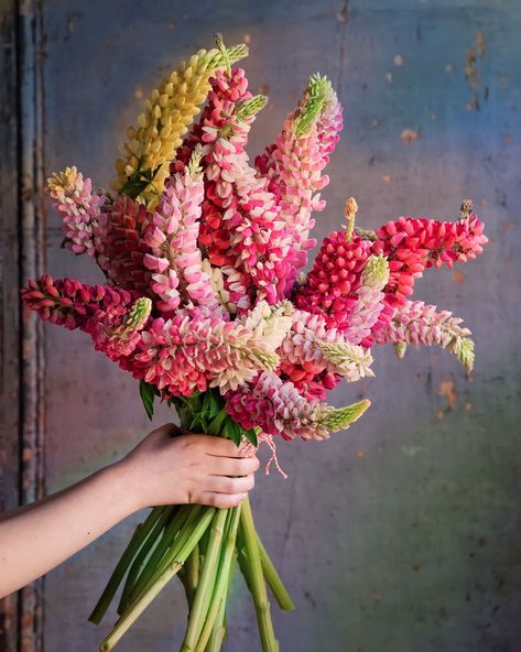 A Bunch Of Flowers, Cut Flower Garden, Bunch Of Flowers, Flower Farm, Beautiful Blooms, Plant Life, Cut Flowers, Love Flowers, Pretty Flowers