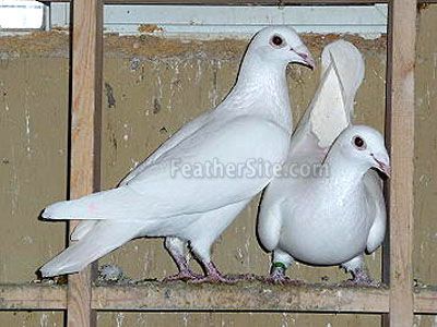 Homing Pigeons For Sale, Racing Pigeons For Sale, Fancy Pigeons, Pigeons For Sale, Pigeon Cage, Pet Pigeon, King Pigeon, Pigeon Pictures, Homing Pigeons