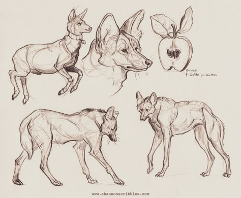 Wolf Anatomy, Animation School, Maned Wolf, Marwari Horses, Horse Ears, Nature Sketch, Drawing Course, Wolf Drawing, Wolf Art