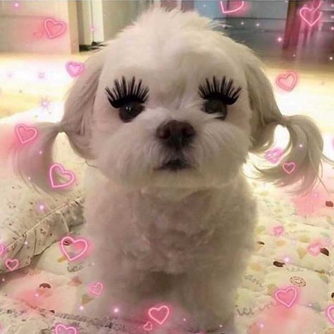 Dog With Lashes, Eye Lash Photography, Instagram Makeup Artist, Lashes Volume, Happy Memes, Classic Lashes, Lash Quotes, Eyelash Technician, Sassy Wallpaper