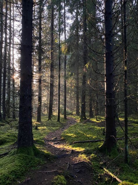 Wren Core Aesthetic, Witchy Woods Aesthetic, Cottage Core Forest Aesthetic, Bex Core Aesthetic, Forest Woods Aesthetic, Cute Cottage In Forest, Swedish Forest Aesthetic, Nature Aesthetic Trees, Magical Nature Aesthetic