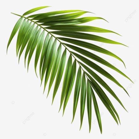 summer coconut palm tree leaf Coconut Tree Painting, Coconut Clipart, Date Tree, Palm Tree Painting, Palm Tree Png, Coconut Flower, Palm Leaf Art, Tree Photoshop, Palm Tree Leaf