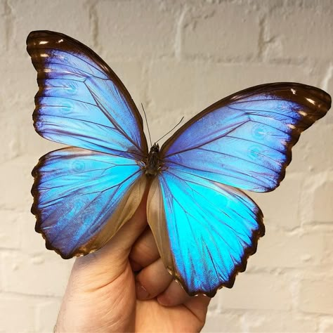 Blue Morpho Tattoo, Morpho Aurora Butterfly, Blue Morpho Butterfly Tattoo, Morpho Butterfly Tattoo, Real Blue Butterfly, Big Blue Butterfly, Morpho Azul, Morpho Didius, Butterfly Morpho