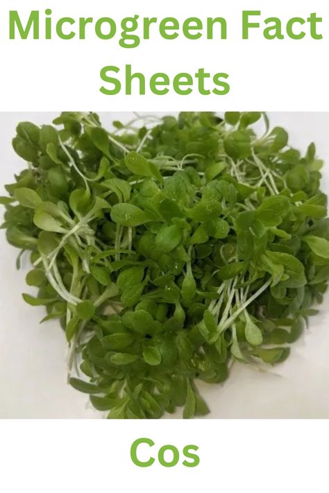 All about the health benefits and nutrition of Cos Microgreens Broccoli Nutrition Facts, Broccoli Nutrition, Tiny Plants, Romaine Lettuce, Fact Sheet, Seed Starting, Nutrition Facts, Health Benefits, Broccoli