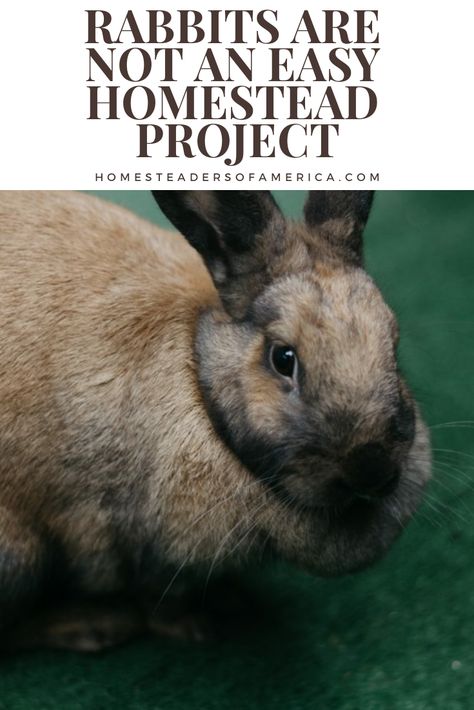 Rabbit Skin Projects, Meat Rabbit Set Up, Aesthetic Farm Animals, Rabbit Business, Farm Baby Nursery, Homestead Rabbits, Meat Rabbits Breeds, Outdoor Rabbit Run, Farming Aesthetic