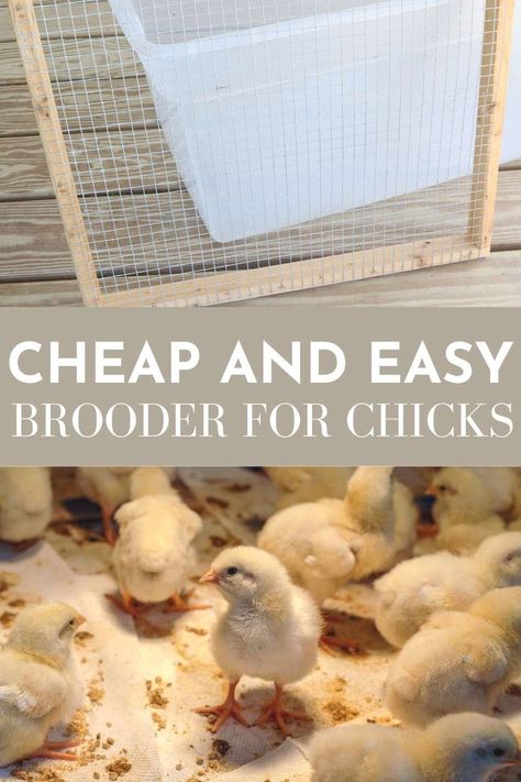 Plastic totes can be an excellent and budget friendly choice for a brooder box - but what about the lid? You can DIY a lid for your plastic brooder boxes using this method. We've found these assembled lids to be much more durable than the plastic lids with the center cut out. #brooderbox #DIYbrooder #chickbrooder #quailbrooder #easyDIYbrooder #easybrooder #newhomesteader #self-sufficient #raisingchicks Easy Brooder For Chicks, Easy Brooder Diy, Plastic Tote Chicken Brooder, Pallet Brooder, Homemade Chicken Brooders, Outdoor Brooder Box Ideas, Easy Diy Chicken Brooder, Homemade Chicken Brooder, Outdoor Chicken Brooder