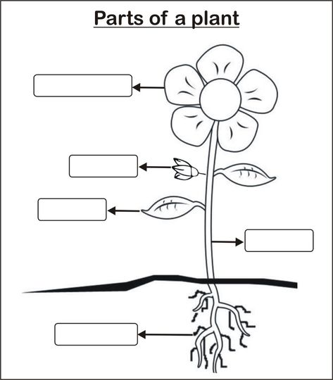 Parts Of Plants Drawing, Part Of Plant Worksheet, Parts Of Plant Worksheet, Plant Parts Worksheet, Parts Of A Plant Worksheet, Manners Activities, Dot Drawing, Kindergarten Writing Paper, Plants Worksheets