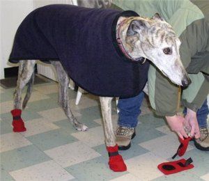 For pet lovers that live in cold climates, this free sewing patterns is a must have.  Keep your dog's feet toasty with these adorable, and fashionable, sewn dog boots. Dog Winter Boots, Dogs Paws, Boots Diy, Boots Pattern, Paw Protector, Dog Booties, Greyhound Adoption, Paw Paws, Pet Tips