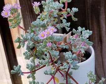 Pink plant | Etsy Rock Purslane, Crassula Tetragona, Plants Types, Long Lasting Flowers, Chalk Sticks, Hardy Succulents, Cactus Arrangement, Succulent Leaves, Plant Landscape