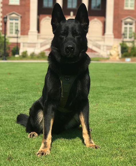 Bicolor German Shepherd, Bi Color German Shepherd, Husky Photography, Big German Shepherd, German Shepherd Colors, Herding Dogs Breeds, Sable German Shepherd, German Sheperd Dogs, Malinois Puppies