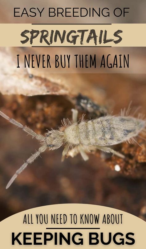 White springtails (Collembola sp.) are useful insects and a great addition to a nutritious diet for small frogs, fish, small geckos and other small insectivores. Alongside being a proper food source, springtails are also very useful as clean-up crew and can be the janitors of your terrarium, vivarium or paludarium. After knowing this breeding method, you never rebuy springtails, and still having this precious insect always available from your own culture for many years. Insect Terrarium Diy, Isopod Breeding, Springtails Bugs, Insect Vivarium, Small Paludarium, Bio Active Terrarium, Isopod Enclosure, Isopod Terrarium, Insect Terrarium