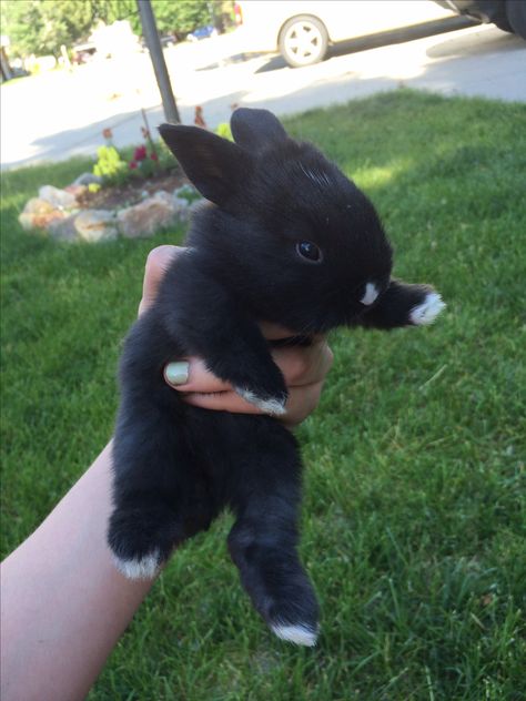 Mini rex holland lop mix black rabbit white nose white toes Black Holland Lop Bunny, Mini Rex Bunny, Mini Rex Bunnies, Bunny Black And White, Black Bunnies, Black And White Bunny, Mini Rex Rabbit, Black And White Rabbit, Rabbit Black