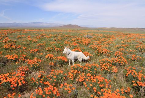 Poppy Field, Orange Flowers, Mans Best Friend, Cuteness Overload, Animals Friends, Land Scape, Beautiful Creatures, Animal Photography, Mother Nature