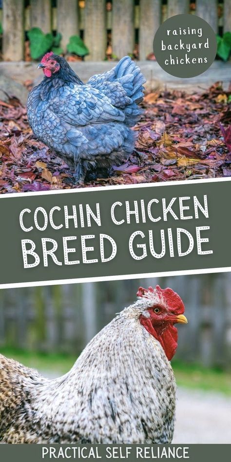 Raising Ducklings, Olive Egger Chicken, Chicken Breeds For Eggs, Cochin Chickens, Chickens Backyard Breeds, Homestead Projects, Olive Egger, Spindle Spinning, Best Egg Laying Chickens