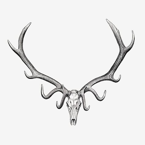 Elk Horns Tattoo, Elk Skull Tattoo For Women, Simple Elk Tattoo, Elk Tattoo Design, Elk Antlers Drawing, Native American Deer Tattoo, Bull Elk Tattoo, Elk Horn Tattoo, Elk Skull Drawing