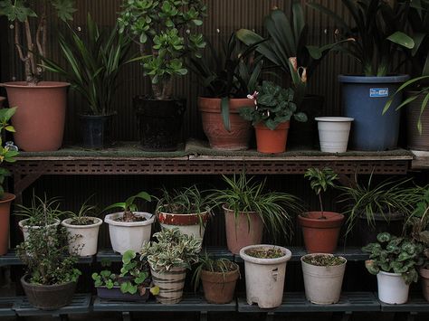 Pot Plant Aesthetic, Plant Life Aesthetic, Potted Plants Aesthetic, Plant Core Aesthetic, Flower Pots Aesthetic, Plant Pot Aesthetic, Room Rain, Potted Gardens, Aesthetic Plants