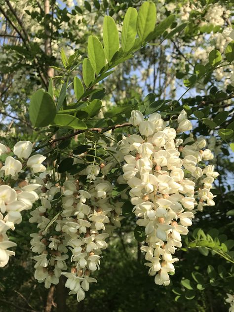 Black locust ... the tree on which US was built Locust Flower, Black Locust Tree, House Inspection, Locust Tree, Native Garden, North Texas, Art References, Tree Painting, The Tree