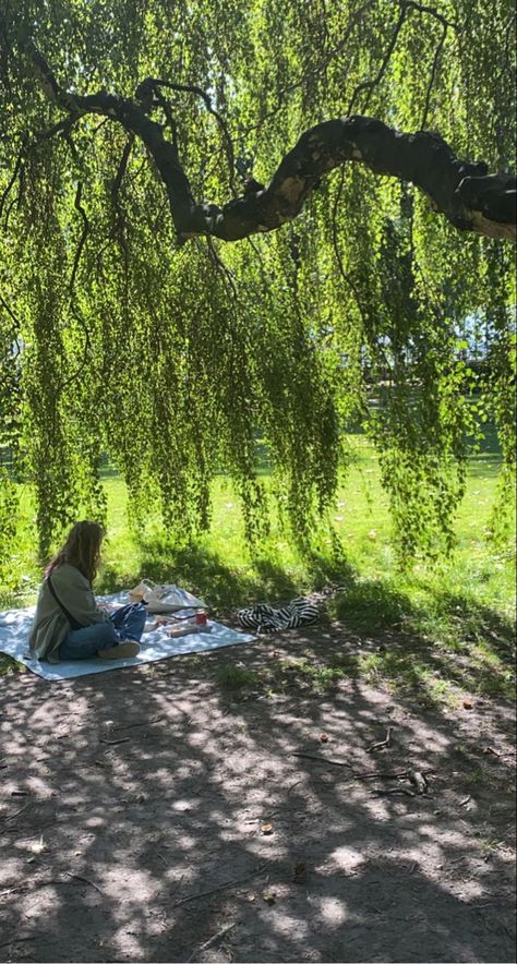 Weeping Willow Tree In Front Of House, Willow Tree In Backyard, Willow Tree Backyard, Under Willow Tree, Under A Willow Tree, Wedding Manifestation, Willow Oak, A Willow Tree, Artist Way