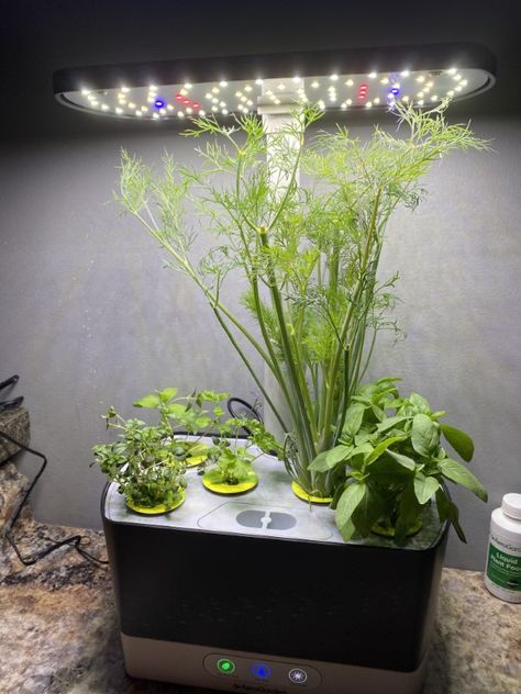 How to Harvest Dill from AeroGarden - 2 Incredible Methods How To Harvest Dill, Aerogarden Hack, Aerogarden Ideas, Harvest Dill, Aero Garden, How To Grow Dill, Indoor Herbs, Growing Food Indoors, Modern Shag