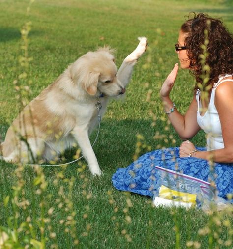 10 Useful and Easy Dog Obedience Training Tips 10 #cutepuppy #dailypuppy #funpetlove #geniebest Dog Tricks Easy, Dog Training Hand Signals, Dog Behavior Problems, Dog Training Techniques, Dog Hacks, Dog Costumes, Obedience Training, Dog Obedience, Dog Training Obedience