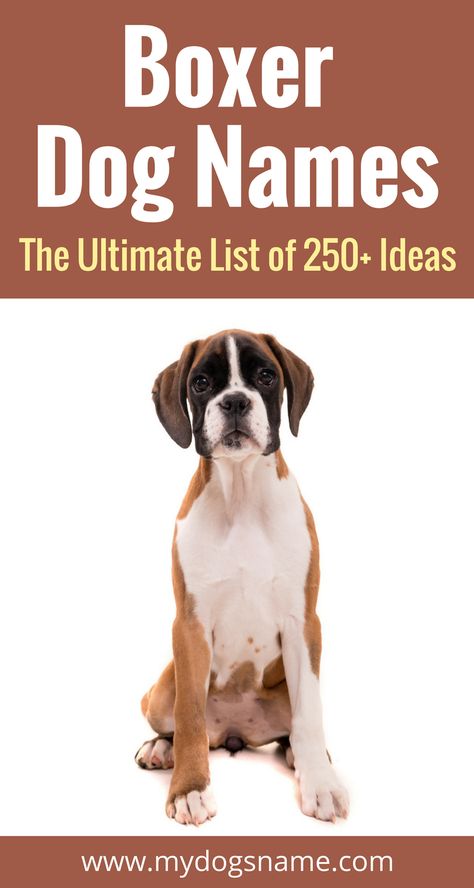 The ultimate list of 250+ Boxer names perfect for your new pup! Dog names don't get much better than this. Creative, fun and perfect for Boxers. Boxer Names, Pet Names For Dogs, Boxer Dog Names, Boxer Dogs Brindle, Boxer Dogs Facts, Dog Names Unique, Boy Dog Names, Boxer Breed, Girl Boxers