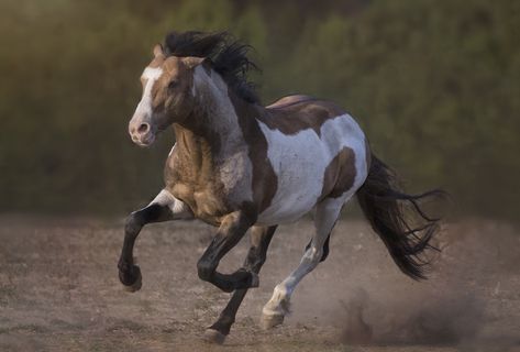 Horse Running Front View, Animal Cuddles, Cheval Pie, Animal Composition, Horse In Motion, Horse Poses, Animal Poses, Horse Adventure, Horse Reference