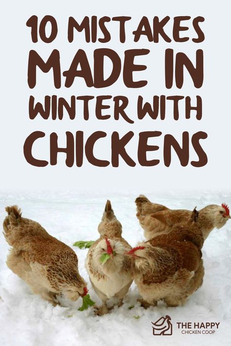 Chicken Coop Christmas Lights, Feeding Chickens In Winter, Winter Chicken Treats, Winterized Chicken Run, Winter Treats For Chickens, Winter Chicken Waterer, Chicken Treats For Winter, 10 Chicken Coop Plans, Winter Chicken Coop