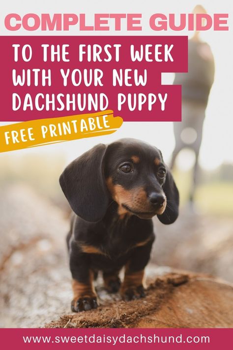 Bringing a dachshund puppy into your home is a big commitment but also an incredibly rewarding experience. As you embark on this journey, it’s important to know how to navigate your way through the first week with your new pup. Our complete guide to the first week with your new dachshund puppy will give you all the essential information you need for a smooth transition for you and your doxie pup. #dachshund #miniaturedachshund #dachshund puppies #dogtraining #dogcare Puppy Planning, Dachshund Tips, Mini Doxie, Puppy Schedule, Puppy Things, Dachshund Puppy Training, Daschund Puppies, Dachshund Stuff, Dachshund Breed