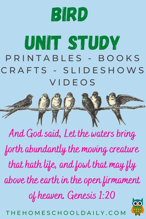 Ready to learn all about BIRDS? In this Bird Unit Study, you will find tons of printables, slideshow science readers, books, crafts, videos and more! Bird Study Homeschool, Bird Unit Study Free Printable, Birds Science Activities, Bird Unit Study Elementary, Lifecycle Of A Bird, Bird Unit Study Kindergarten, Bird Unit Study Preschool, Birds Unit Study, Bird Unit Preschool