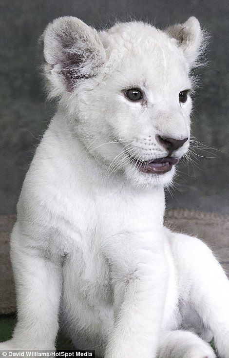 White Lion Aesthetic, White Lion Family, Wallpaper Lion, Albino Lion, Two Lion Cubs, Albino Lioness, White Tiger Cubs, Rare Albino Animals, White Lions