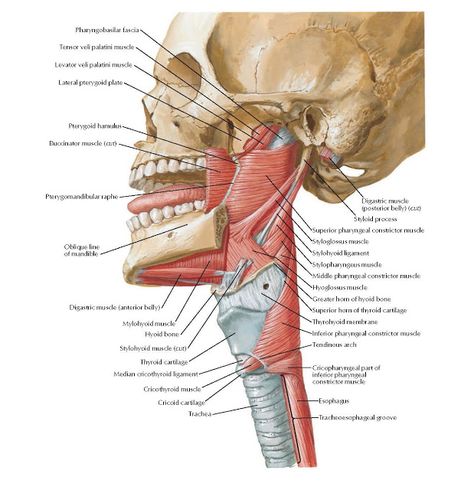 Muscles of Pharynx: Lateral View  Anatomy   Pharyngobasilar fascia , Tensor veli palatini muscle , Levator veli palatini muscle , Lateral... Neck Muscle Anatomy, Anatomy Head, Medical Images, Medical Memes, Facial Anatomy, Basic Anatomy And Physiology, Medical School Studying, Muscle Anatomy, Human Anatomy And Physiology