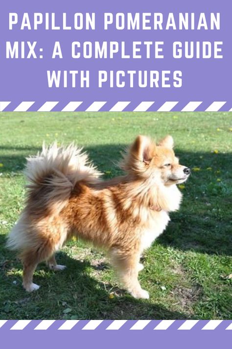 Pomeranian Mix Breeds, Yorkie Pomeranian Mix, Papillon Puppies For Sale, Pomeranian Chihuahua Mix, Papillon Mix, Chihuahua Terrier Mix, Papillon Puppy, Pomeranian Chihuahua, Pomeranian Dogs