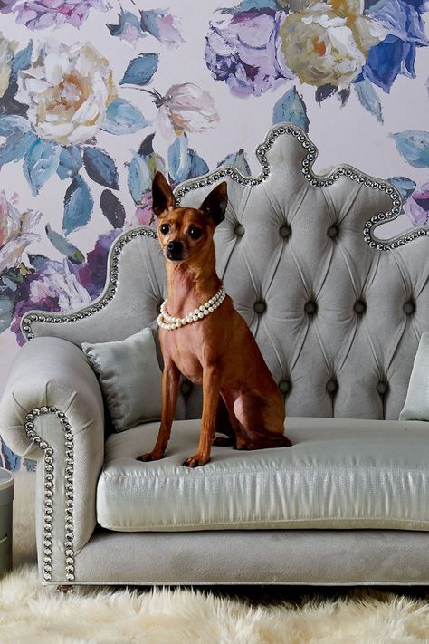 You’ll Wish They Made These 9 Dog Beds in Human Size — They’re That Cute! #dogbeds #homedecor #petfurniture #pethacks Fancy Couch, Couch Aesthetic, Fancy Dog Beds, Stylish Dog Beds, Aesthetic Dog, Haute House, Fancy Dog, Luxurious Life, Bed Lights