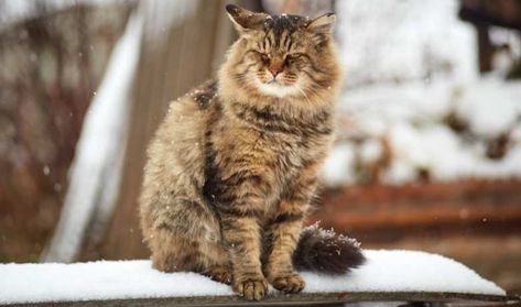 Siberian Cat Colors And Patterns - Complete Guide Siberian Cat Colors, Siberian Forest Cat, Siberian Forest, Siberian Kittens, Large Cat Breeds, Domestic Cat Breeds, Cat Ages, Himalayan Cat, Cat Species