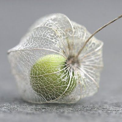 Flowers Poppy, Cape Gooseberry, Foto Macro, Chinese Lantern, Chinese Lanterns, Seed Pods, Arte Floral, Natural Forms, Patterns In Nature