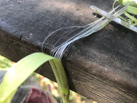 Plant Fiber Weaving, Milkweed Fiber, Natural Cordage, Botanical Crafts, Herb Crafts, Fiber Animals, Textile Shop, Milkweed Plant, Gal Got