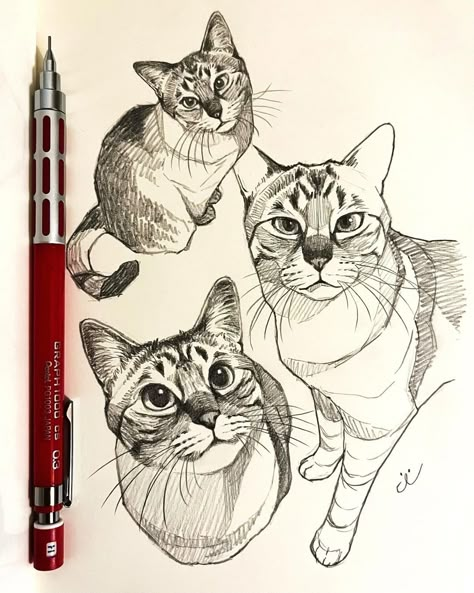 Cat Pen Sketch, Cat Sketch Tutorial, Cat Sketch Realistic, Cat Face Sketch, Cat Sketching, Sketch Book Ideas Aesthetic, Sketch Realistic, Cool Sketch Ideas, Sketch Cat