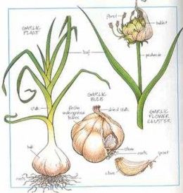 Are you looking for information on garlic. Well if you are then you've come to the right place. As a Chef I've been using garlic for over fifty years and I'm a authority on everything garlic related. Garlic Growing, Planting Fruit Trees, Planting Garlic, Growing Garlic, Growing Tips, Fruit Plants, Edible Plants, Companion Planting, Veggie Garden