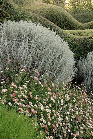 ERIGERON KARVINSKIANUS, SANTOLINA CHAMAECYPARISSUS AND LONICERA NITIDA AT CLIFF HOUSE DORSET (can you believe it - that hedge is common old honeysuckle) Santolina Chamaecyparissus, Lonicera Nitida, Cliff House, California Garden, Dry Garden, Gravel Garden, Coastal Gardens, Classic Garden, Mediterranean Garden