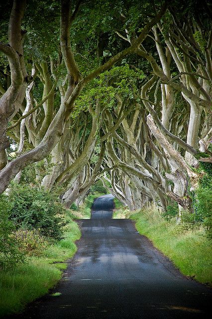 Tree covered road, Ballymoney, Northern Ireland.  Source: flickr. Photo: Amy Swearingen Beautiful Ireland, Dark Hedges, Beautiful Trees, Perfect World, Amazing Photos, Beautiful Places To Visit, Beautiful Tree, Pretty Places, Oh The Places Youll Go