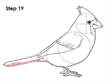 Cardinal Bird Drawing 19 Cardinal Flying Drawing, Cardinal Drawings, Cardinal Bird Drawing, Red Bird Drawing, Draw A Cardinal, Cardinal Illustration, Cardinal Drawing, Wildlife Drawings, Cardinal Birds Art