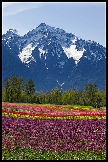 Tulips under Mount Cheam, Fraser Valley, British Columbia Canada British Columbia, Coastal Inspiration, Fraser Valley, Landscape Images, Visit Canada, Field Of Flowers, Sea Birds, Travel Trip, Photo Location