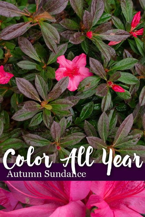 Like all Encore Azalea varieties, Autumn Sundance keeps its leaves in winter ....but like many varieties, when the months turn colder, it debuts reddish winter foliage.  #wintercolor #azaleas #yearroundinterest #reblooming Encore Azaleas, Backyard Flowers Beds, Azaleas Garden, Winter Foliage, Azalea Flower, Winter Leaves, Landscape Structure, Plant Nursery, Winter Colors