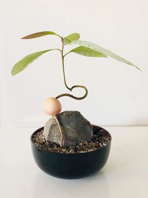 Avocado Bonsai, Green Roof Garden, Avocado Plant, Succulent Bonsai, Avocado Tree, Plant Projects, Deco Nature, Plant Decor Indoor, Bonsai Plants