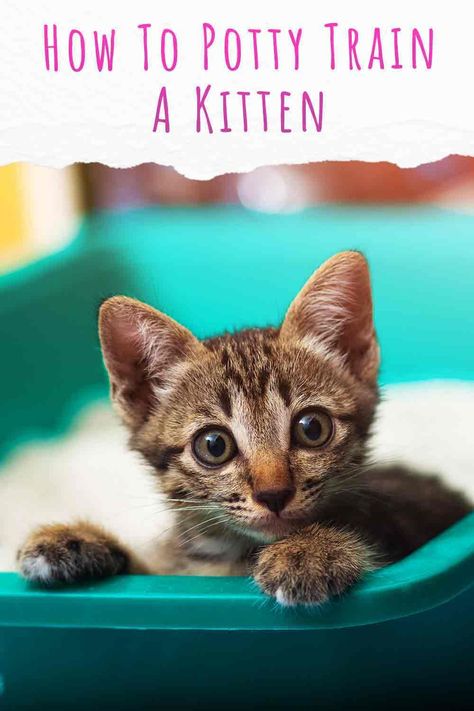 Cat Potty Training, How To Train A Cat, How To Potty Train A Kitten, Kitten Training Tips, How To Litter Train A Kitten, Toilet Train Cat, How To Toilet Train A Cat, Training Kittens, Litter Training Kittens