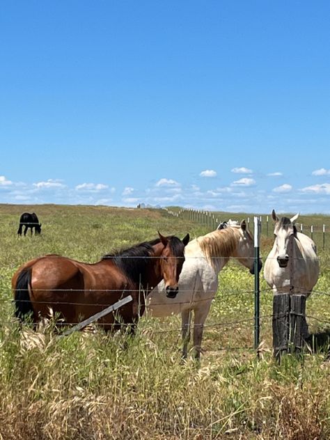 Horse In Pasture, Horses In Pasture, Homestead Inspiration, Horse Pasture, Ideal House, Equestrian Life, Hey There, Stables, Getting Old